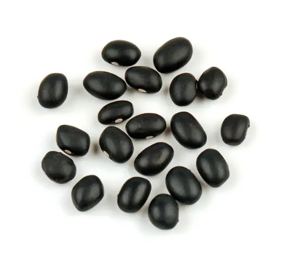 Black Bean