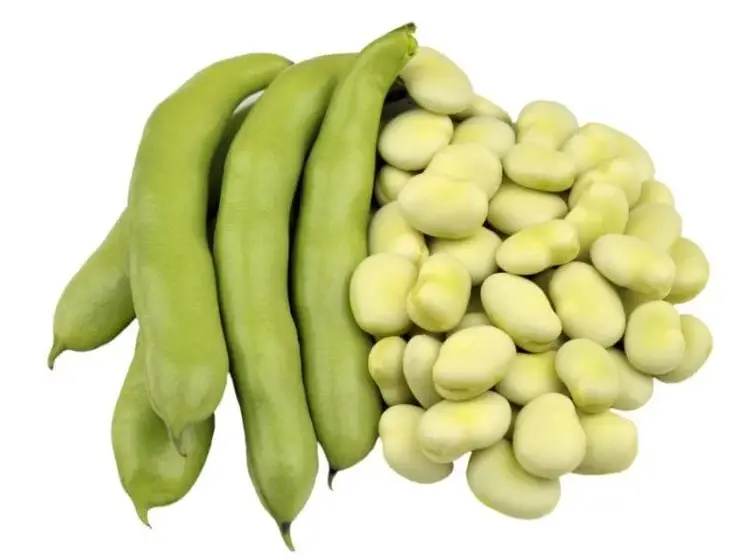 Fava Bean