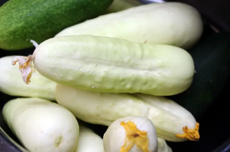 How Can I Grow Sliver Slicer Cucumber