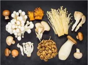 Types Of Mushrooms What are types of mushrooms