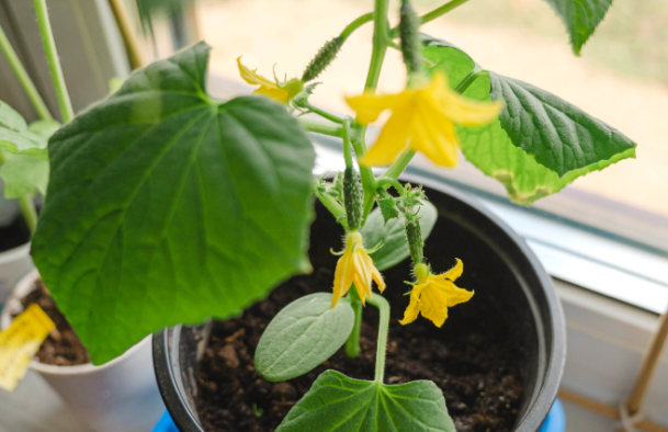Can I grow cucumbers in a pot