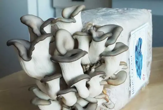 How to Grow Mushrooms at Home Can I grow mushrooms at home