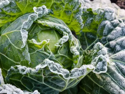 How to Freeze Cabbage Can You Freeze Cabbage