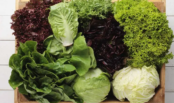 Different types of lettuce Firmer Lettuce Works Best