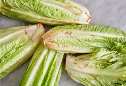 Leaf Lettuce is Not Recommended Leaf Lettuce is Not Recommended