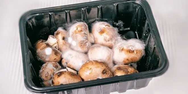 Mushrooms Are Perishable Food That Must Be Refrigerated To Maintain Freshness Should sliced mushrooms be refrigerated