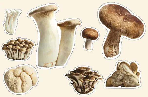 Most Common Types Of Mushrooms Types of mushrooms
